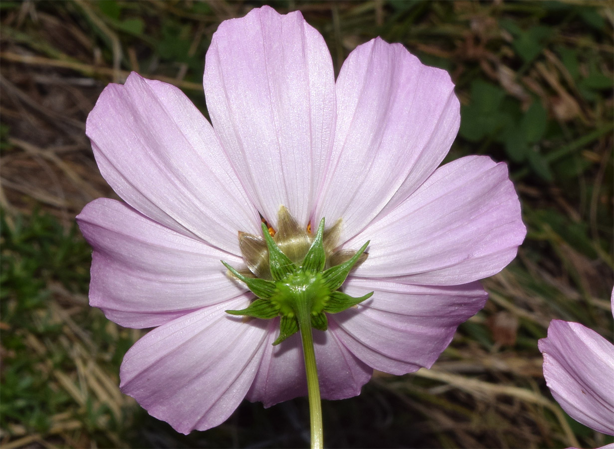 Image of Cosmos bipinnatus specimen.