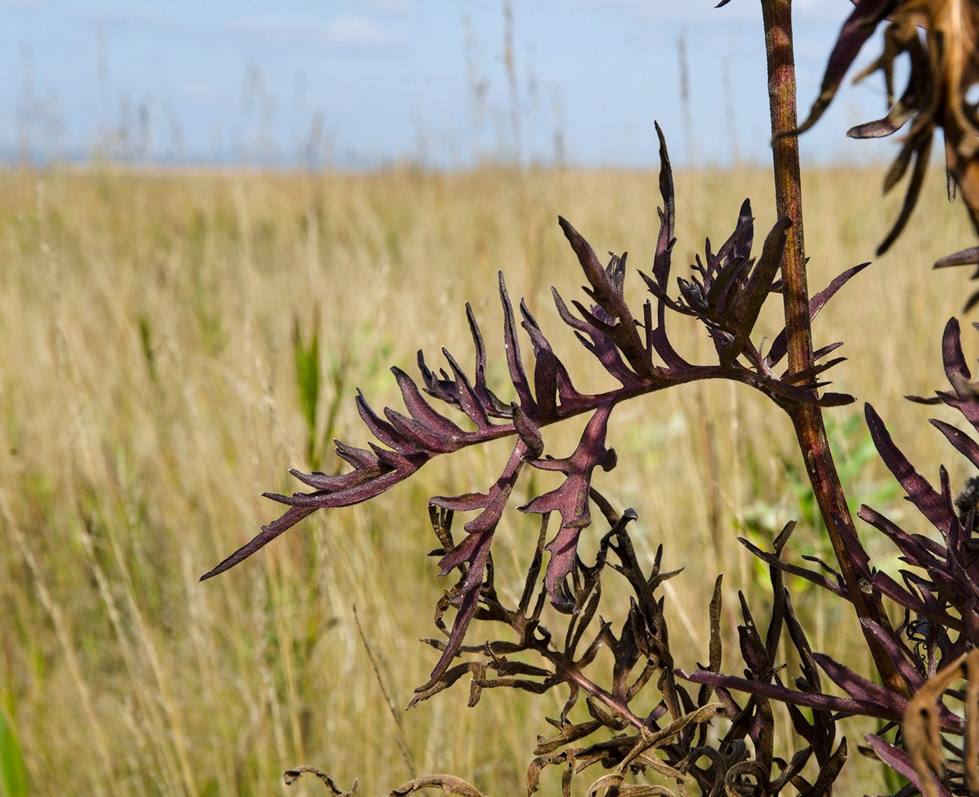 Изображение особи род Centaurea.