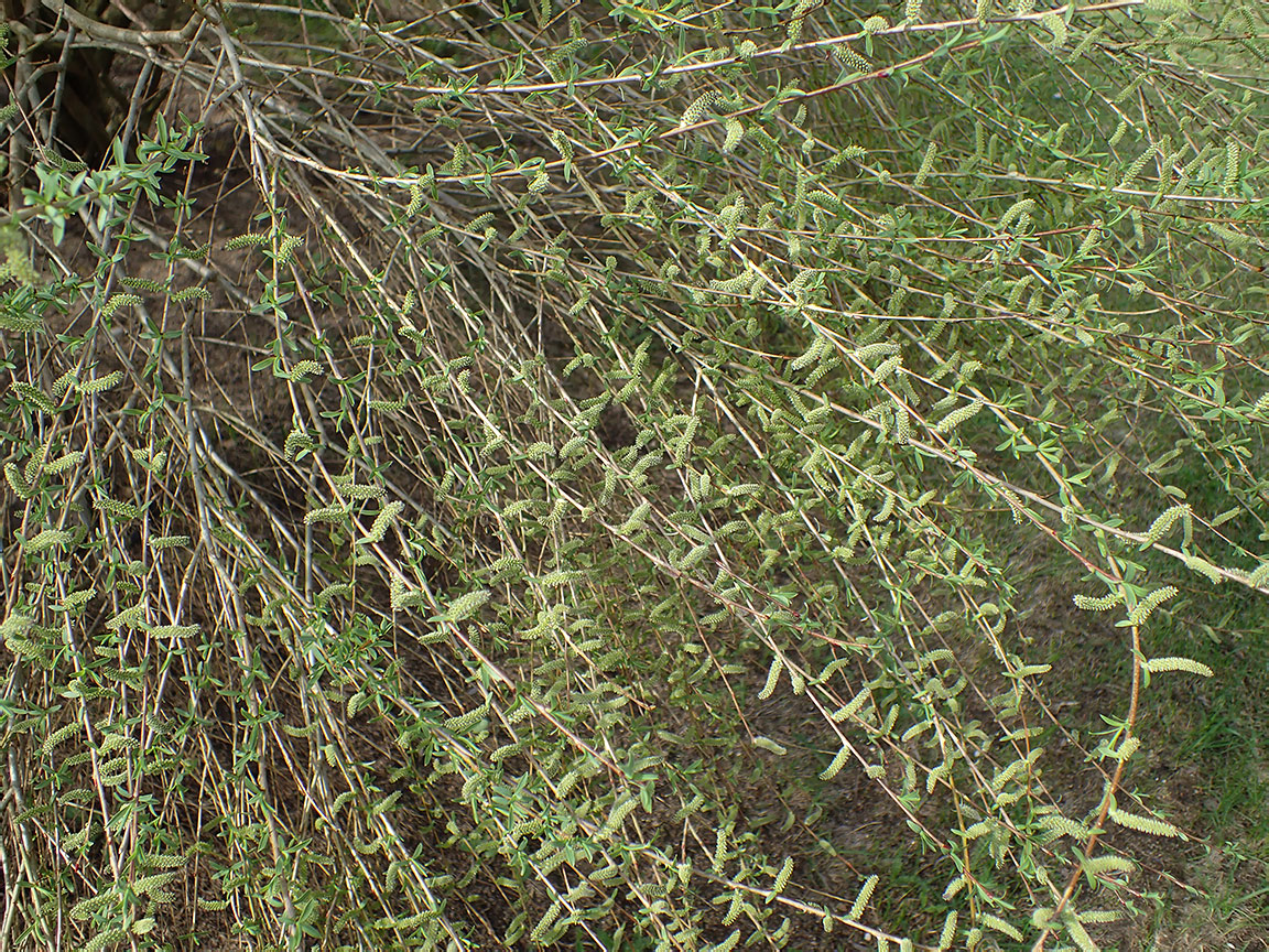 Image of Salix vinogradovii specimen.