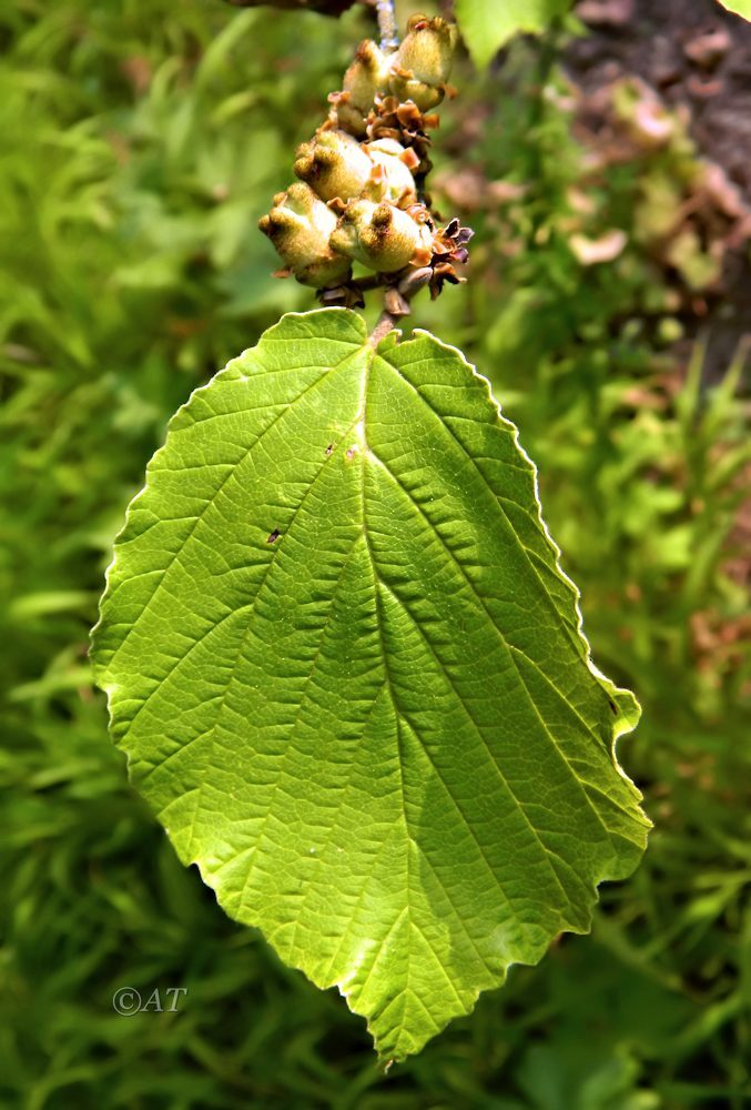 Изображение особи род Hamamelis.