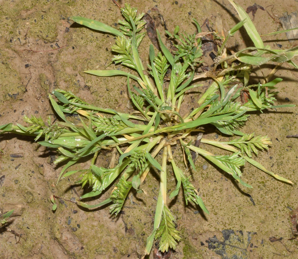 Изображение особи Sclerochloa dura.