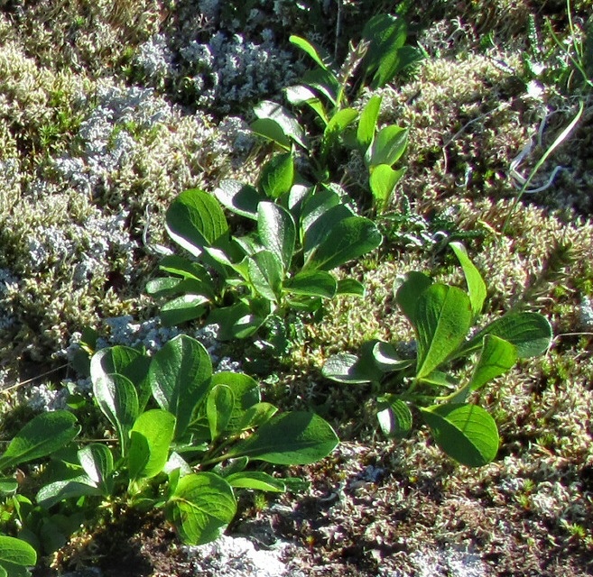 Image of Salix arctica specimen.