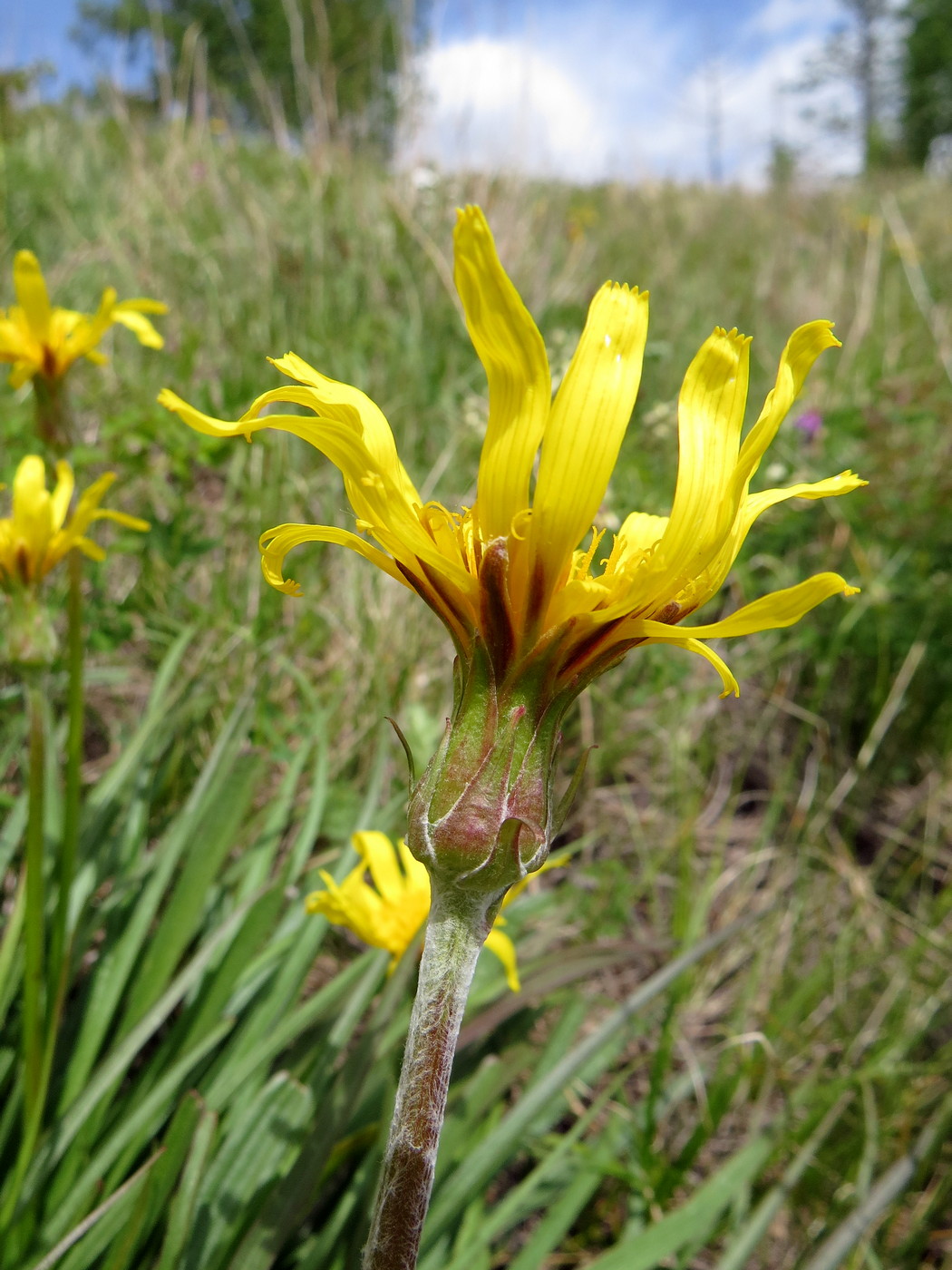 Image of Scorzonera radiata specimen.