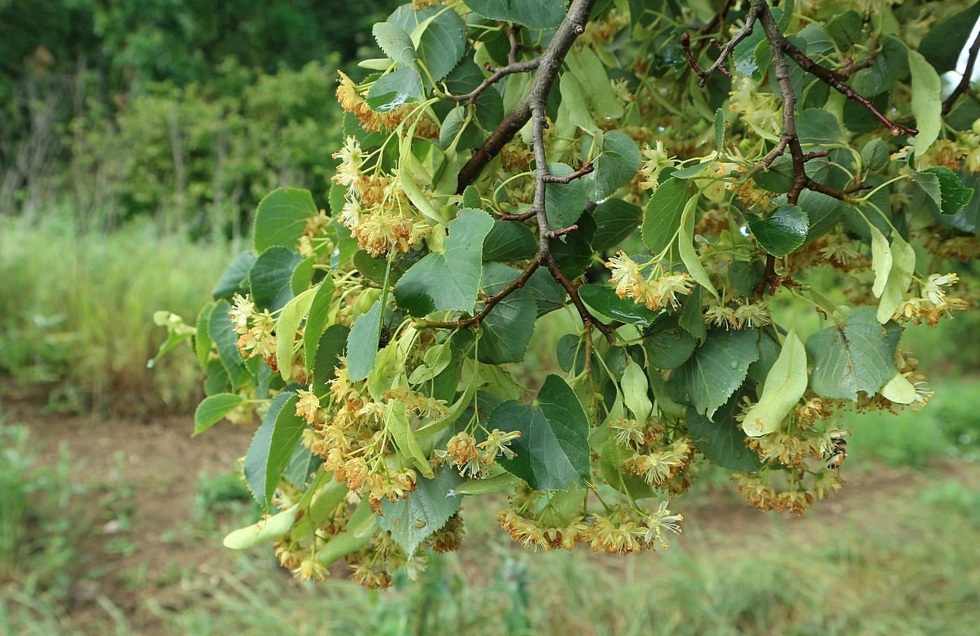 Image of genus Tilia specimen.