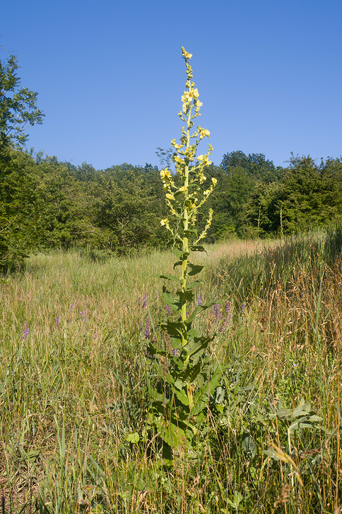 Изображение особи Verbascum pyramidatum.