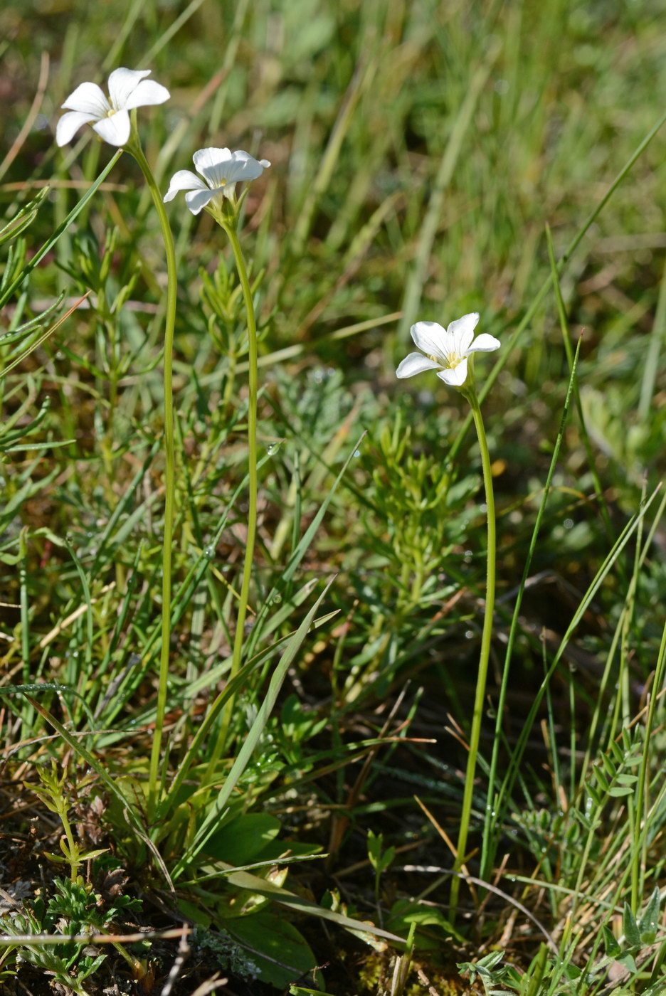 Изображение особи Parnassia laxmannii.