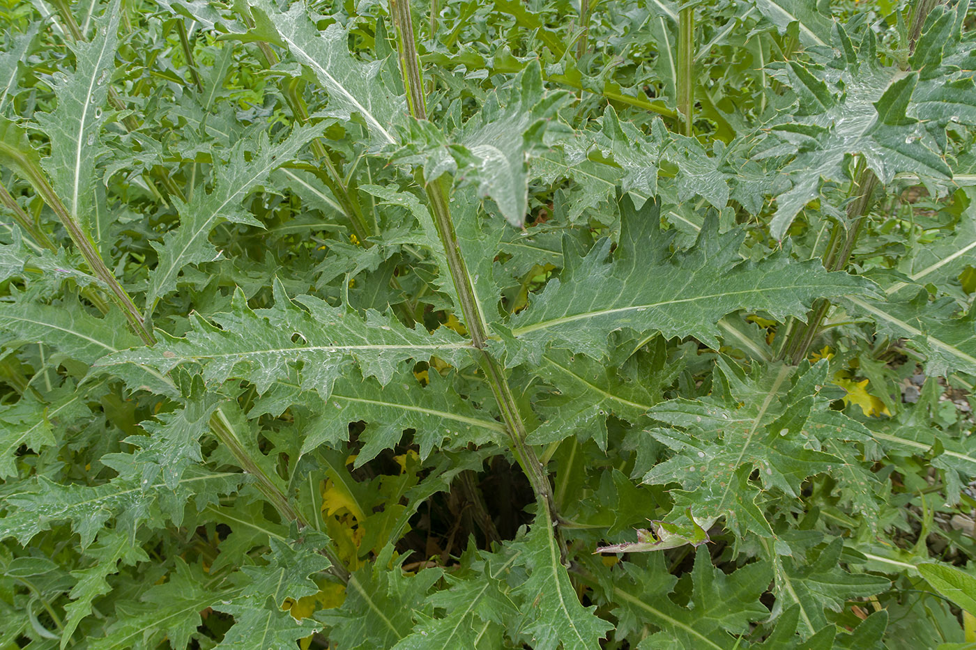 Изображение особи Cirsium elbrusense.