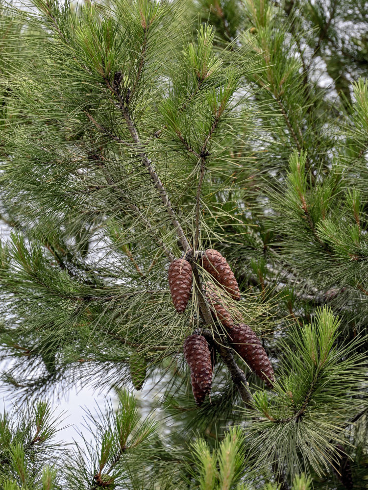 Изображение особи Pinus halepensis.