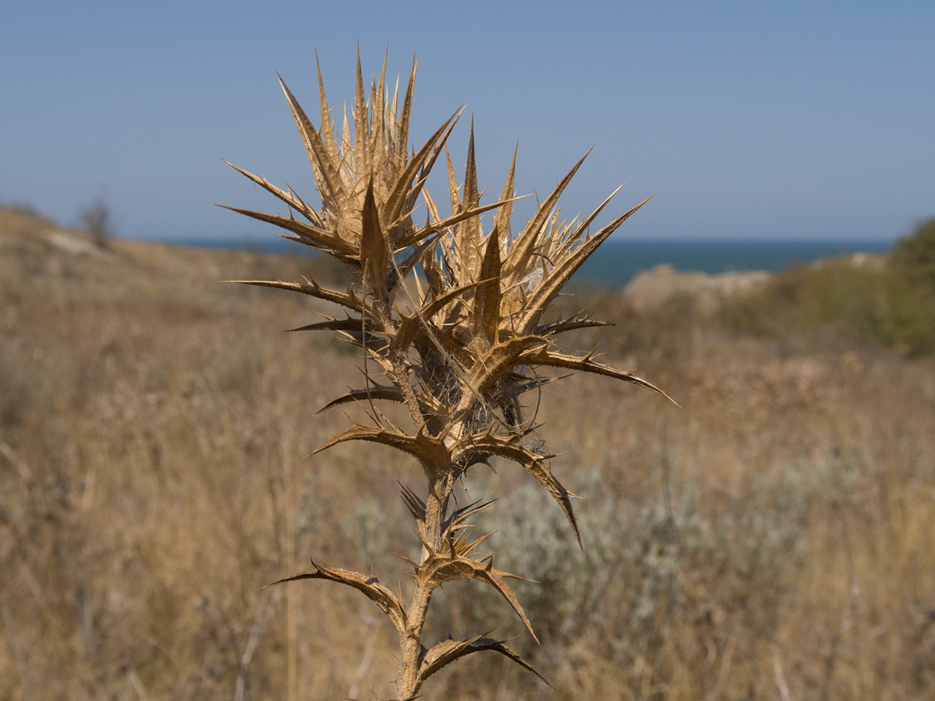 Изображение особи Carthamus lanatus.