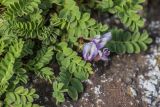 Astragalus levieri