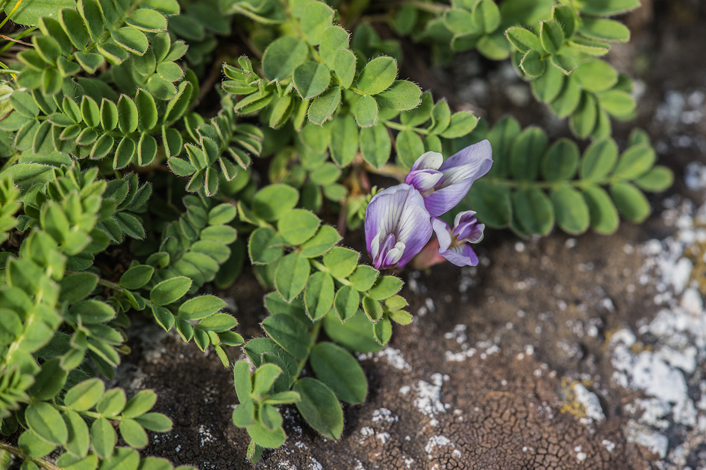 Изображение особи Astragalus levieri.