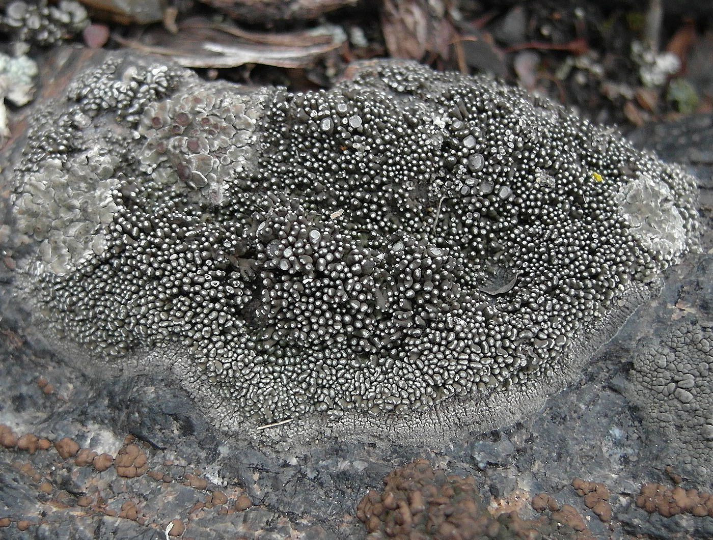 Image of Aspicilia transbaicalica specimen.