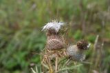 Cirsium polonicum. Верхушка плодоносящего растения. Калужская обл., Ульяновский р-н, ур. Дубенка, южная часть, луг. 29 августа 2024 г.