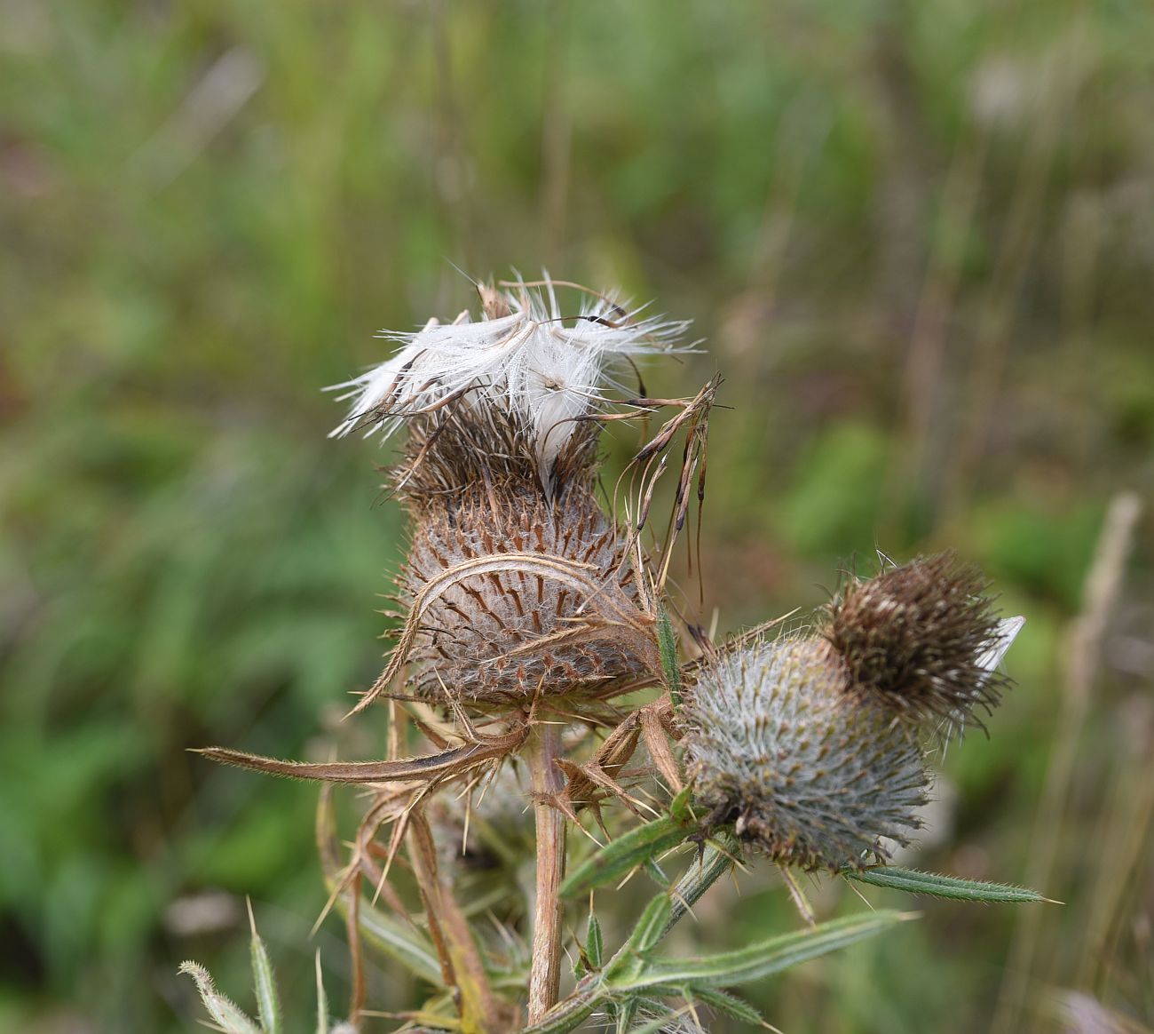 Image of Cirsium polonicum specimen.