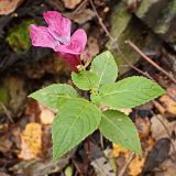 Impatiens glandulifera. Цветущее растение. Хабаровский край, окр. г. Комсомольск-на-Амуре, граница смешанного леса и просеки ЛЭП. 28.09.2024.