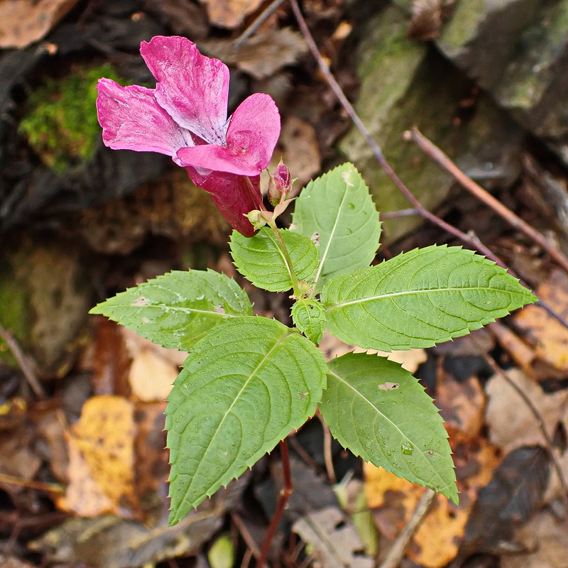 Image of Impatiens glandulifera specimen.