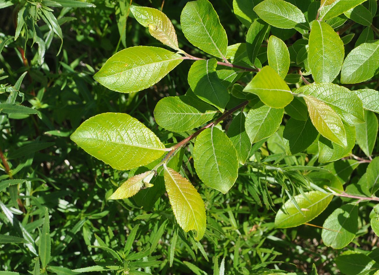 Image of genus Salix specimen.