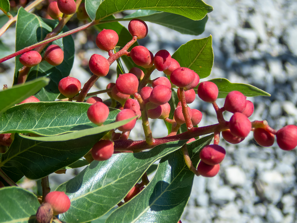 Изображение особи Pistacia mutica.