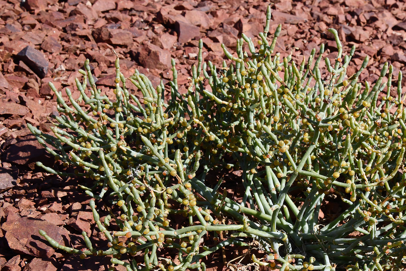 Изображение особи семейство Chenopodiaceae.