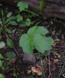 род Heracleum