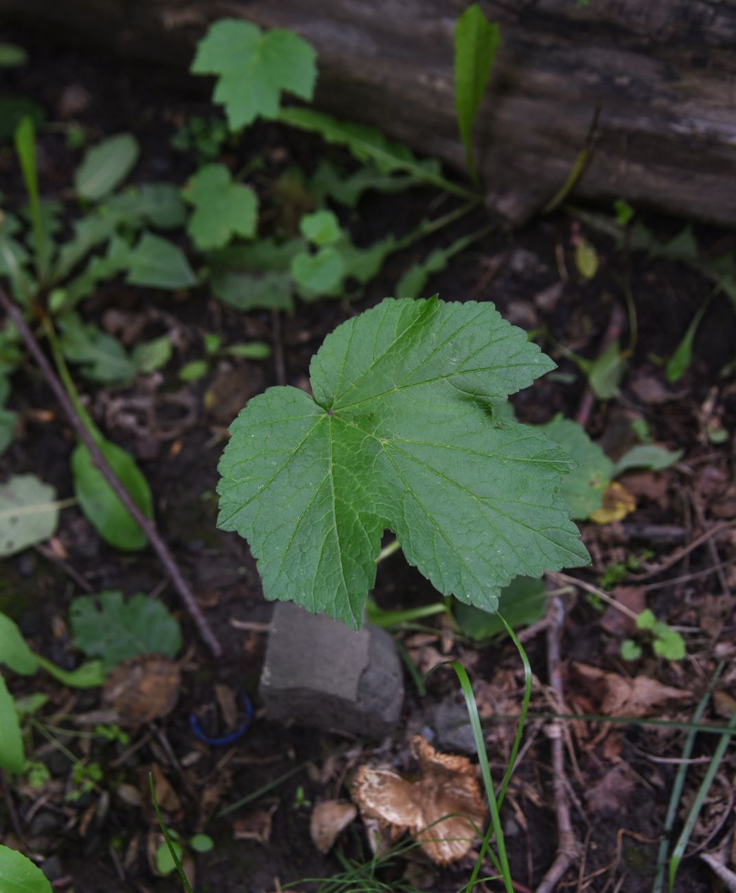 Image of Unknown species specimen.