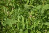 Cephalaria gigantea