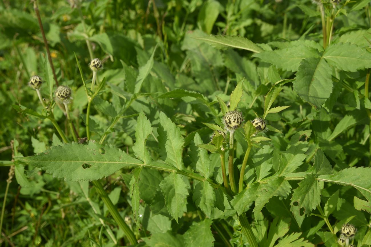 Изображение особи Cephalaria gigantea.