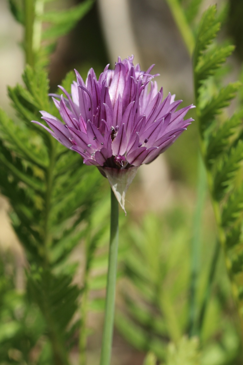 Image of Allium schoenoprasum specimen.