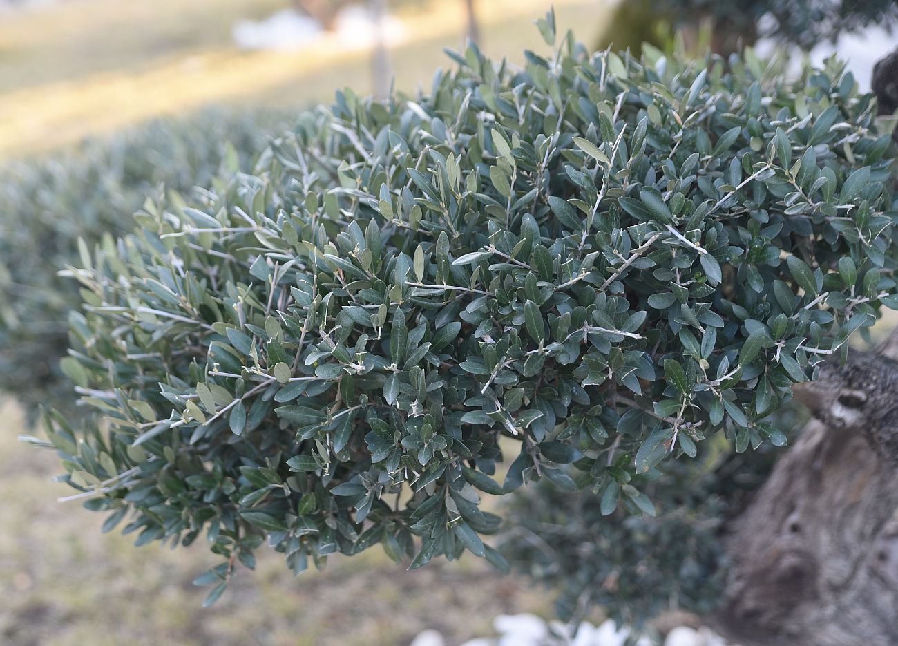 Image of Olea europaea specimen.