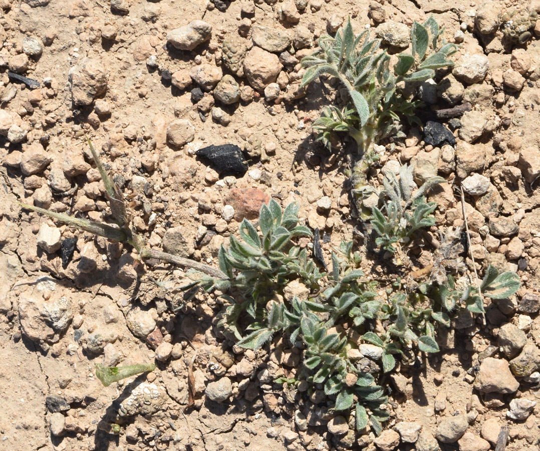 Image of Astragalus dolichocarpus specimen.