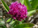 Trifolium alpestre. Соцветие. Крым, Южный Берег, окр. с. Лучистое, гора Южная Демерджи, луг на склоне. 03.06.2024.