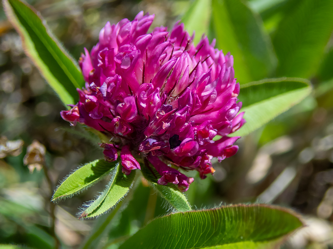 Изображение особи Trifolium alpestre.