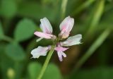 Astragalus campylotrichus. Соцветие. Узбекистан, г. Ташкент, Актепа Юнусабадская, глинистая почва. 18.04.2015.