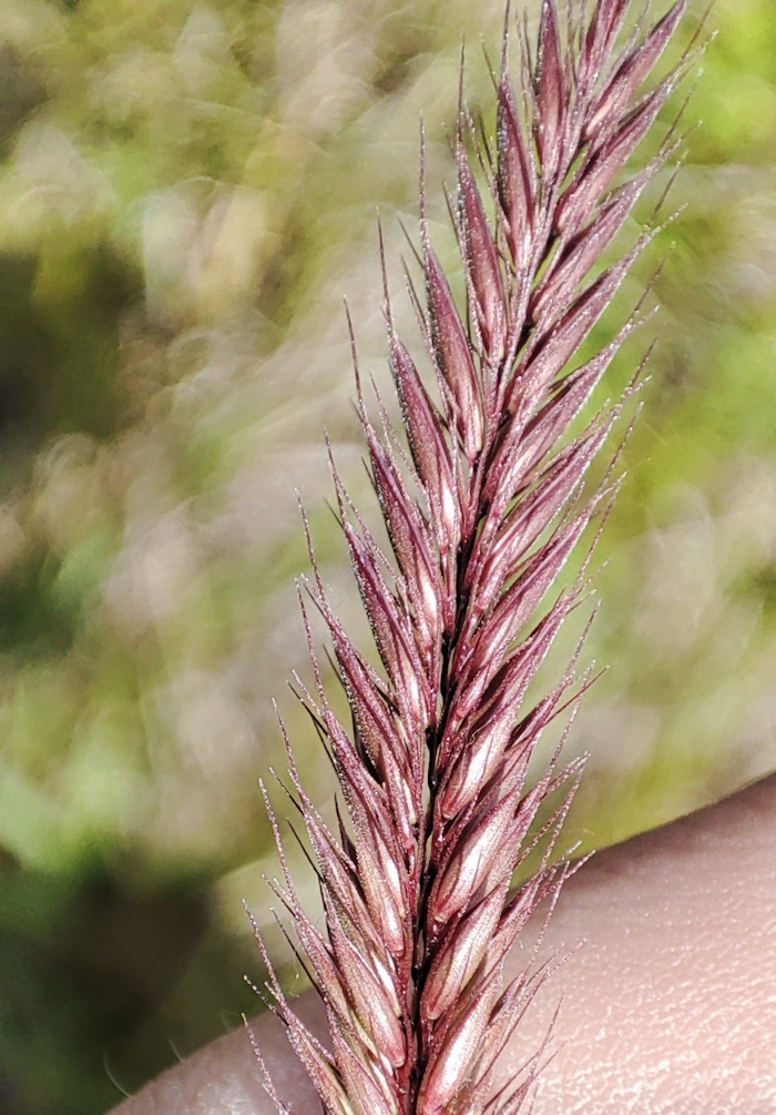 Image of Hordeum brevisubulatum specimen.