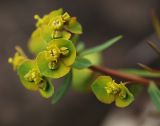Смотреть изображение Euphorbia leoncroizatii