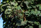 View full-size image Hedera helix