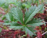 Potentilla crantzii