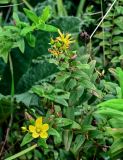 View full-size image Hypericum foliosum