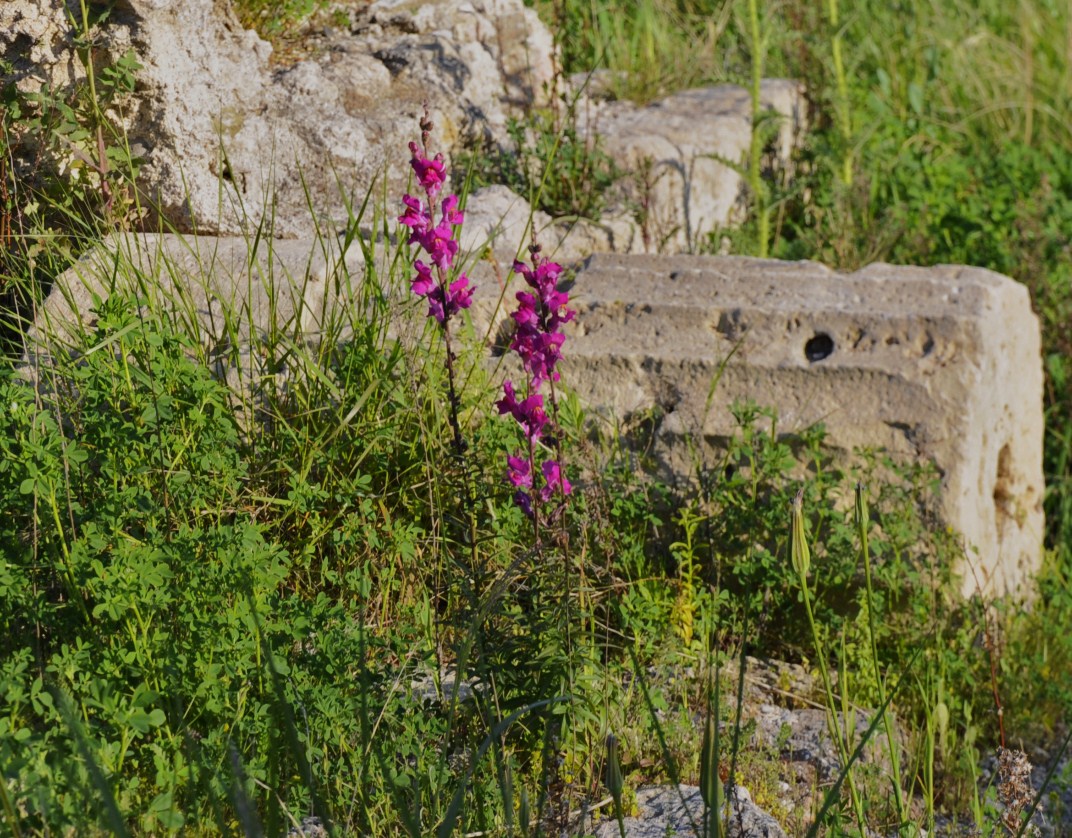 Image of Antirrhinum majus specimen.