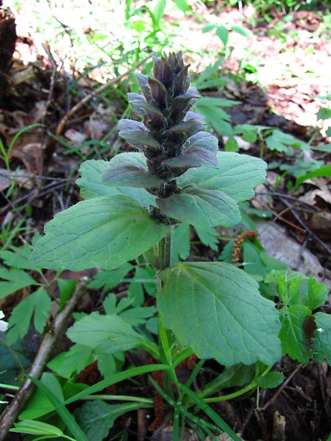 Image of Ajuga reptans specimen.