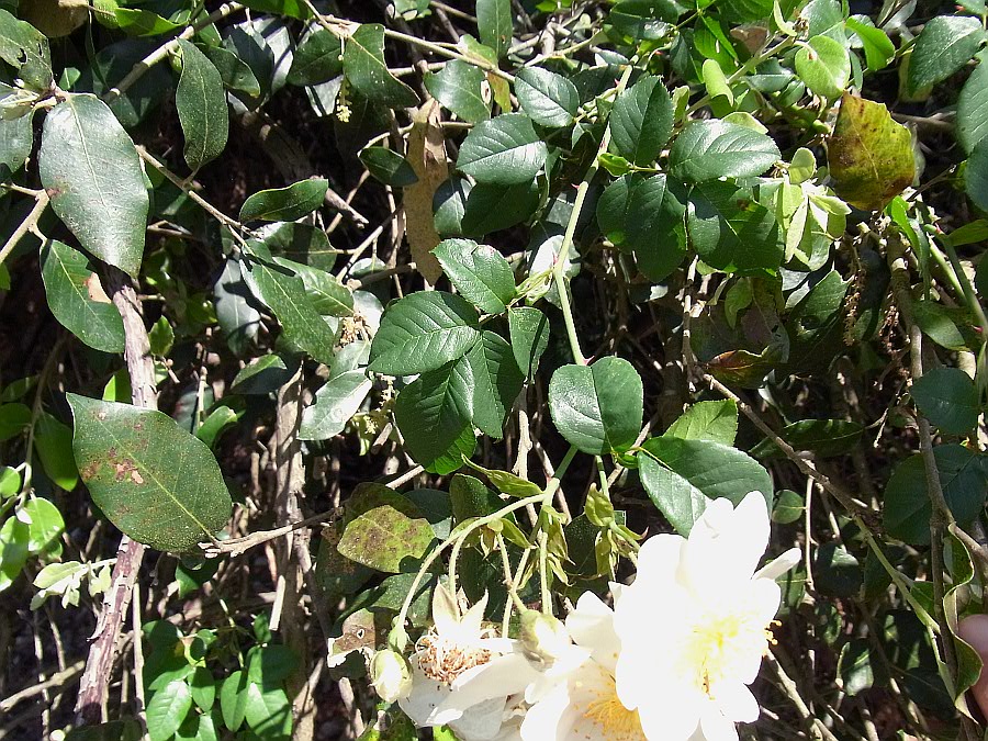 Image of Rosa sempervirens specimen.