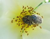 Rosa spinosissima