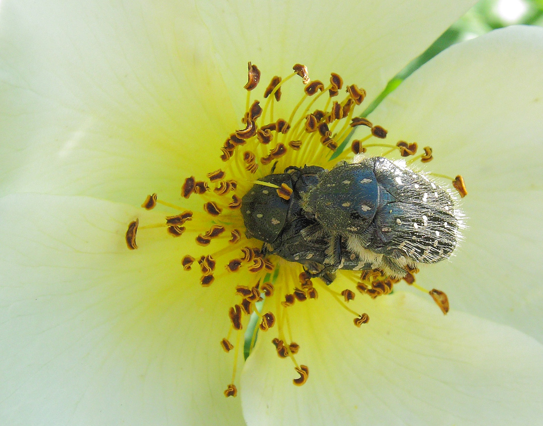 Image of Rosa spinosissima specimen.