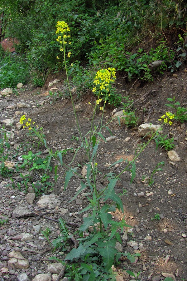 Image of Sisymbrium loeselii specimen.