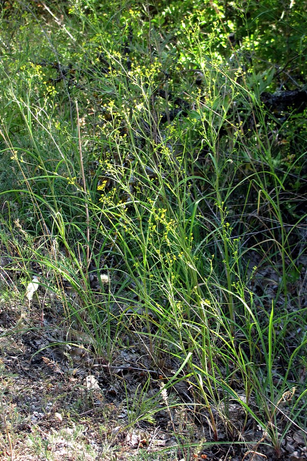 Image of Bupleurum woronowii specimen.