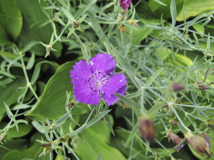 Image of Dianthus chinensis specimen.