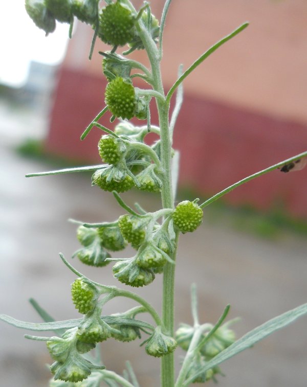 Image of Artemisia sieversiana specimen.