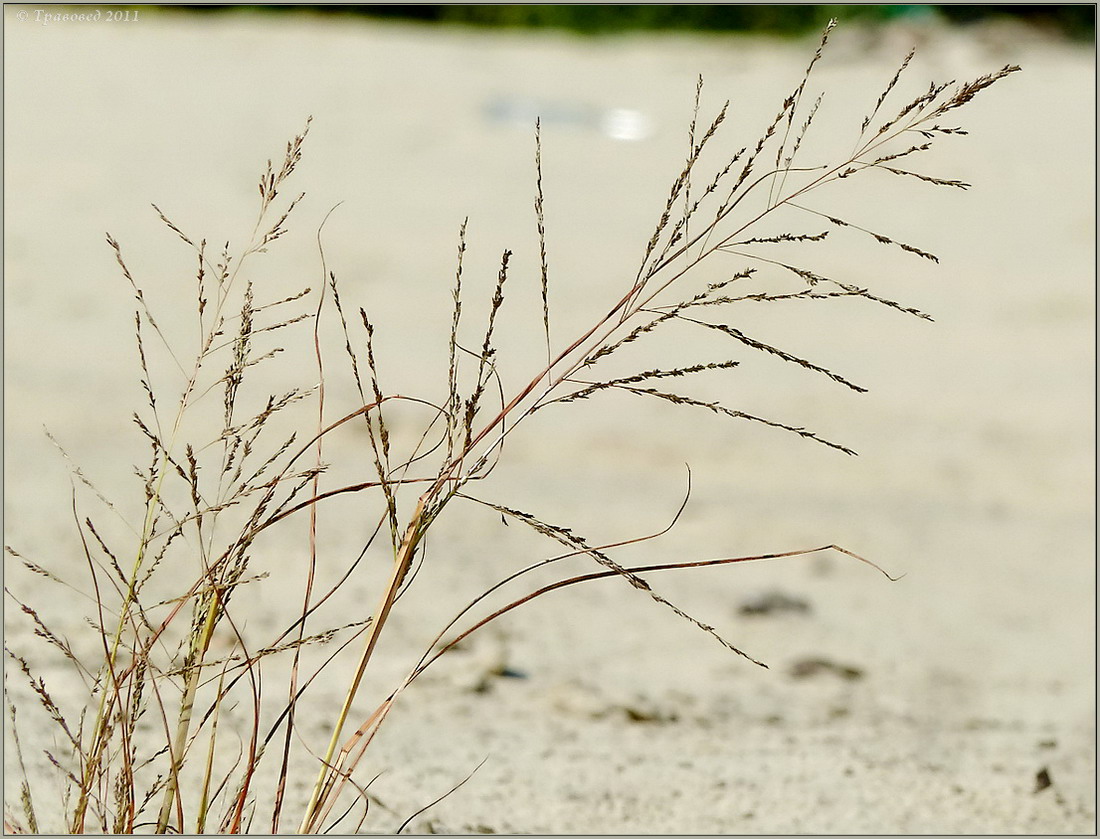 Изображение особи Eragrostis amurensis.