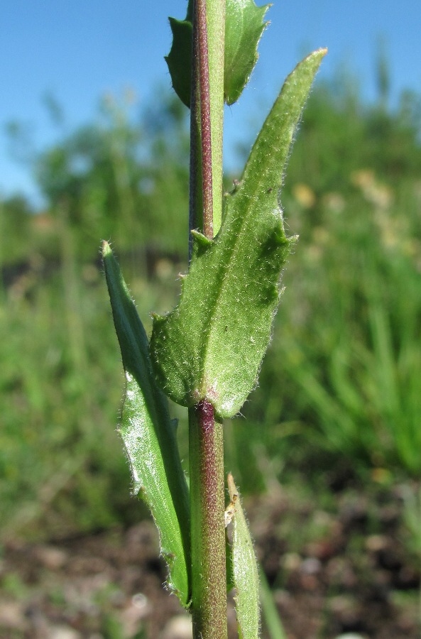 Изображение особи Arabis borealis.