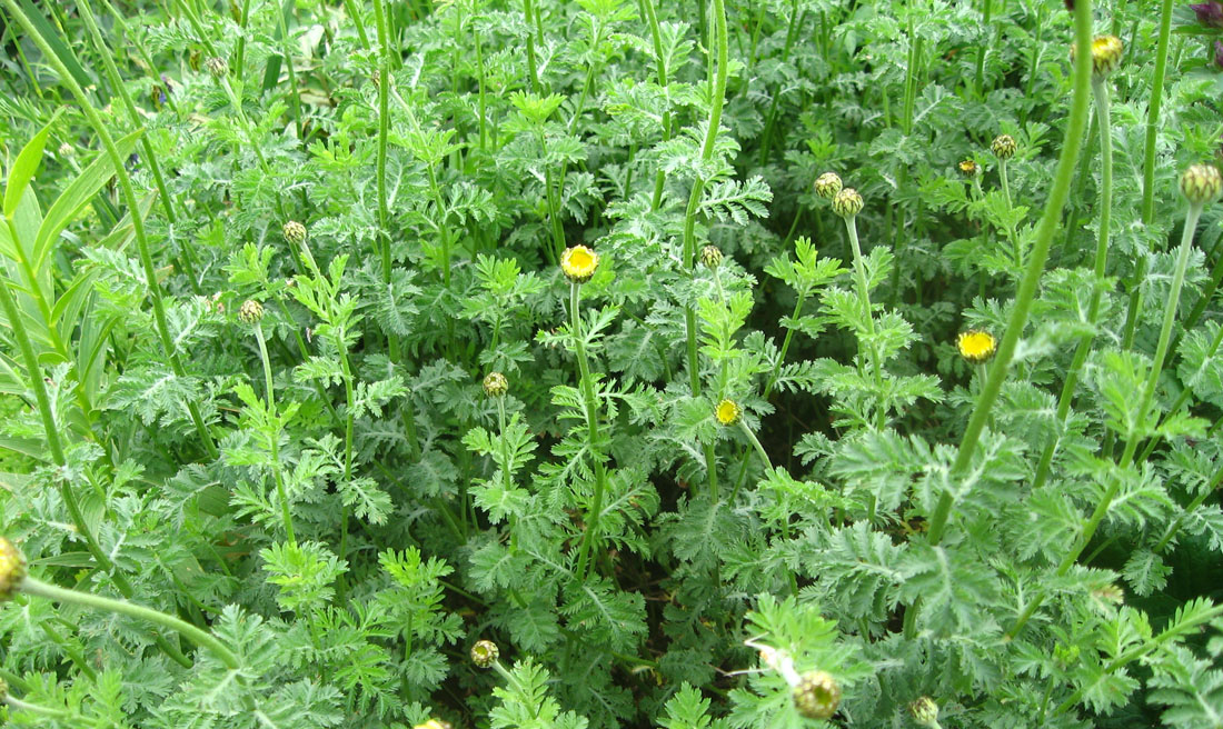 Изображение особи Anthemis melanoloma.